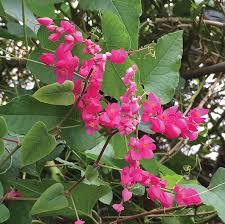 Image result for Antigonon leptopus