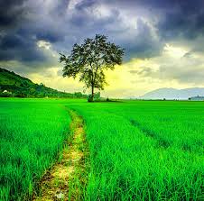 Nature Wallpaper For Whatsapp Dp Www Galleryneed Com Nature Top Images For Whatsapp Dp 796074 Hd Wallpaper Backgrounds Download Laughter is the best therapy we all know but in the busy and hectic life schedule how often we laugh badly? nature wallpaper for whatsapp dp www