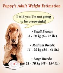 How To Estimate A Puppys Adult Weight