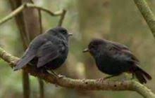 The seizure was brought on by over a decade of hard living playing in a rock and roll band. Chatham Islands Black Robin New Zealand Native Land Birds