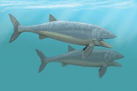 Despite its large size, and the. Leedsichthys Wikipedia