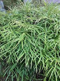 Image result for Pteris friesii