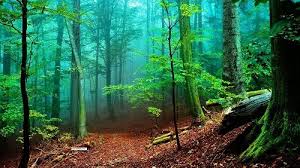 32 Nature Whatsapp Dp Images Hd Free Download Venera Wallpaper Whatsapp profile picture is popularly known as whatsapp dp (display picture).