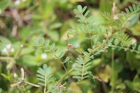 Image result for Indigofera colutea