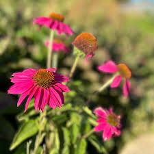Image result for Halopegia
