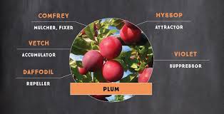 I closed on a new homestead a couple weeks ago, yay! Easy Summer Fruit Tree Plant Guilds Ixchel Rainbow Living