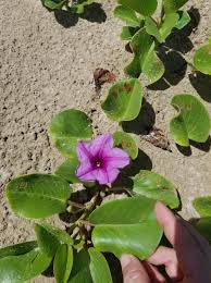 Image result for Ipomoea pes-caprae