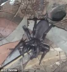 Check spelling or type a new query. Man Has Terrifying Tug Of War Match With A Trapdoor Spider Daily Mail Online