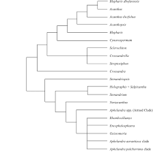 Image result for Sclerochiton hirsutus