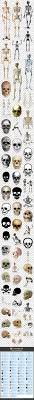 骷髅图片人体骨骼图片骸骨素材骷髅头骷髅picture human bone picture 骸骨material 骷髅头 png images png image