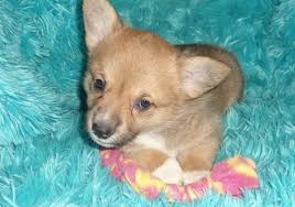 Corgi power to the people! Corgi Puppies Forsale Wisconsin