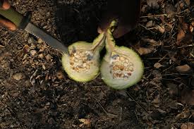 Image result for Cladostemon kirkii