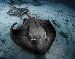 Image result for Stingray