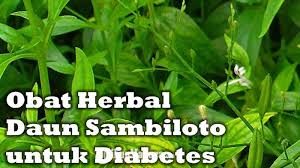 Namun, daun ini pasti daun sambiloto mengandung saponin, flavonoid, alkaloid, dan tanin. Jangan Asal Konsumsi Ini 5 Manfaat Daun Sambiloto Untuk Kesehatan Hati Hati Juga Efek Sampingnya Tribun Madura