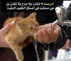 الرحمة لاتشترى ولاتباع ولا تلقن بل هي مستقرة في أعماق القلوب النقية Kindness To Animals I Love Cats Animals