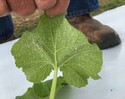 Image result for whitefly in cucumber