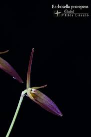 Image result for Bulbophyllum prorepens