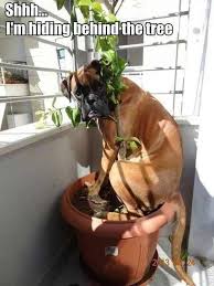 Dog Trying To Hide Boxer Dogs Funny Animal Pictures Funny Dogs