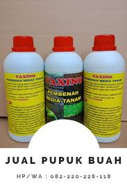 Cara menanam labu siam ini tidak terlalu sulit, buah yang dihasilkanpun juga cukup banyak dalam satu pohon. Spesial 082 220 228 118 Pupuk Memperbesar Buah Mangga Bali Pupuk Untuk Memperbanyak Buah Mangga Buah Mangga Pupuk Organik