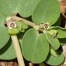 Image result for Euphorbia serpens