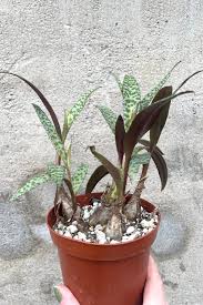 Image result for Ledebouria Unidentified sp. no3.