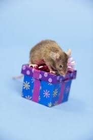 Is Chocolate Poisonous To Mice Animals Mom Com