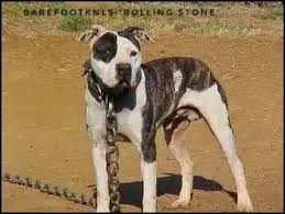Black And Brown Pitbull Pin On Pointer Puppies