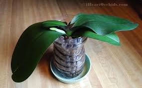 Maybe you would like to learn more about one of these? Orchid Leaves Finally Hydrated Due To New Root And Healthy Crown Phalaenopsis Orchid Orchids Orchid Leaves