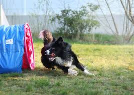 Wir zeigen euch die besten agility sets für wenn außenstehende an agility für hunde denken, dann denken viele an einen hund, der unter zeitdruck. Agility Teamsport Fur Hund Und Mensch