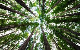 When one tree is cut down, one new plant should be planted at a new place to maintain the balance. The 27 Most Inspirational Quotes About Trees Treeclicks