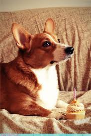 Here is a huge collection of the best birthday celebration wishes, cakes, candles and fireworks that you can send and share with email the happy birthday images directly or share it on facebook. Daily Squee Happy Birthday Cute Animals In The Cutest Pictures Ever And Even Cuter Baby Animals Cute Animals Cute Baby Animals Cute Animal Pictures Animal Gifs Gif Animals Cheezburger