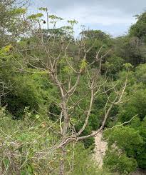 Image result for Cussonia zimmermannii