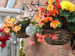 Impressionnant Begonia Hanging Baskets Uk Spot And Stripe