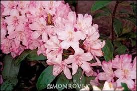 Pink Maximum Rhododendron Monrovia Pink Maximum Rhododendron Rhododendron Plant Shade Garden Plants Rhododendron