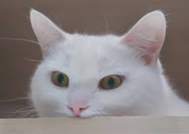 Make a play on names. 350 Cat Names From Movies And Books The Paws