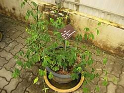 Image result for Zanthoxylum holtzianum