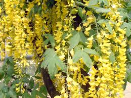 Image result for Laburnum anagyroides