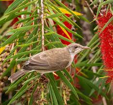 Image result for Burttia prunoides