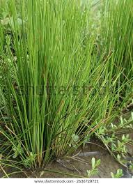 Image result for Juncaceae