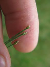 Image result for Eleocharis minuta