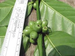 Image result for Polysphaeria