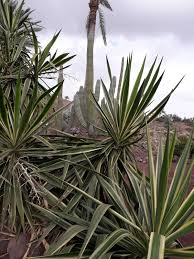 Image result for yucca gigantea en casa