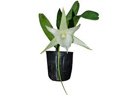 Image result for Angraecum