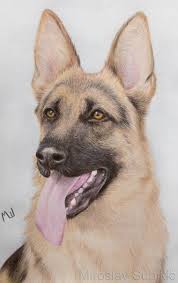 The german shepherd dog is the second most popular breed in the united states, and it's easy to see why. German Shepherd Colored Pencil Drawing By Miroslav Sunjkic Dog Dogs Germanshepherd Realistic Drawing Pencil Col Animal Drawings Animal Art Dog Drawing
