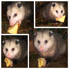Pin By Jamie On Nigurian Awesome Possum Opossum Baby Possum