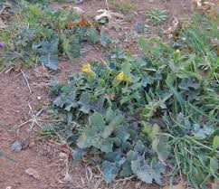 Image result for Sonchus dregeanus