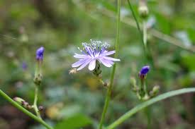 Image result for Lactuca glandulifera