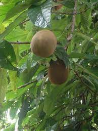 We did not find results for: Pin On Love The Fruity