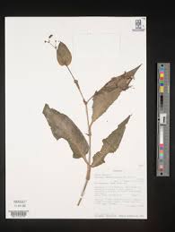 Image result for Aneilema aequinoctiale