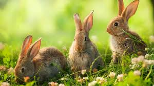 Rabbits are prey animals, and they should be paired with other prey animals like hamsters, parrots, pigs, squirrels, chickens, et cetera. What Do Wild Rabbits Eat A Guide To The Natural Wild Rabbit Diet